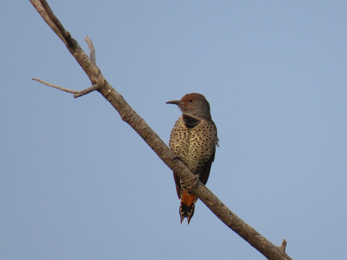 Northern Flicker - ML641390966