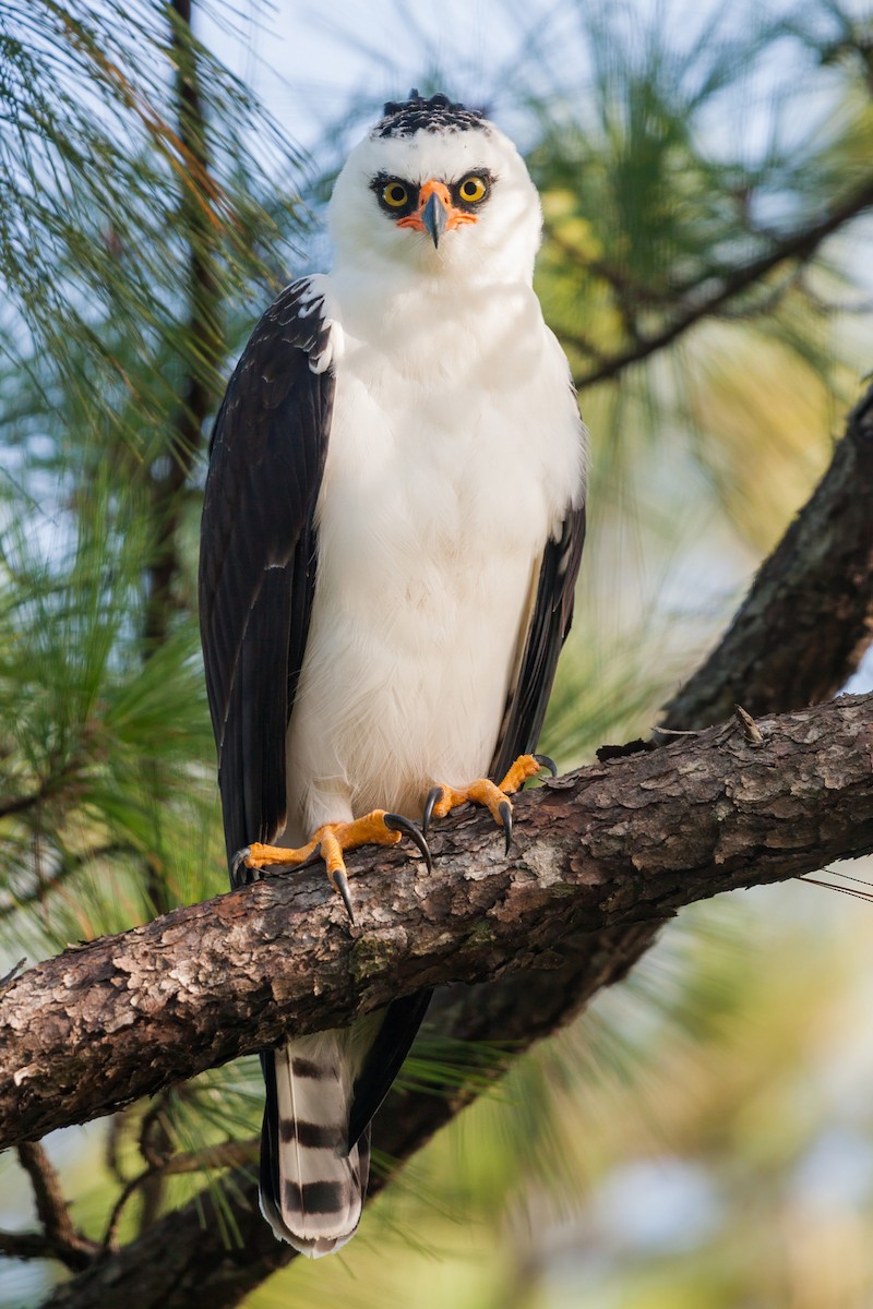 Black-and-white Hawk-Eagle - ML641391023