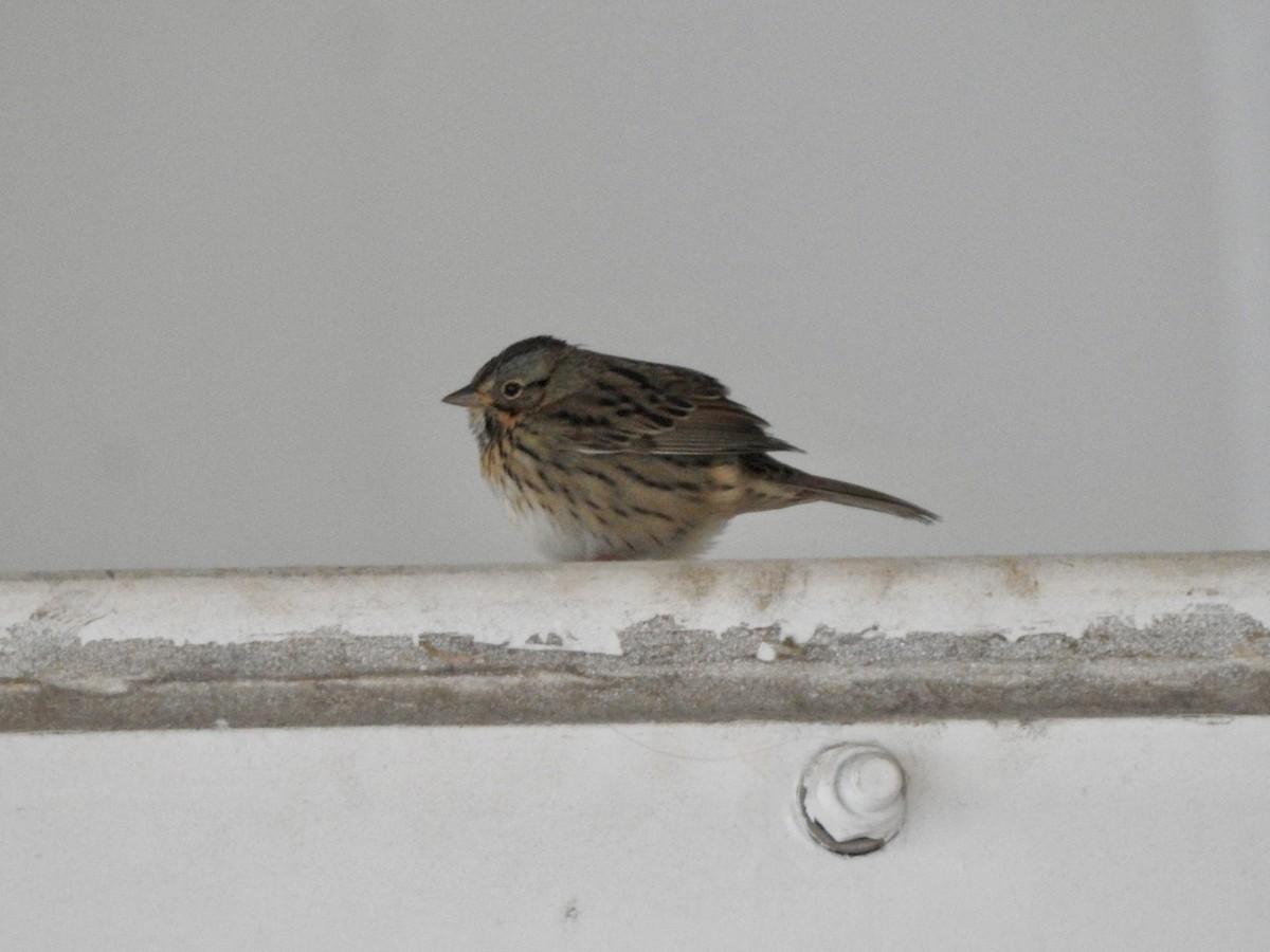Lincoln's Sparrow - ML641391024