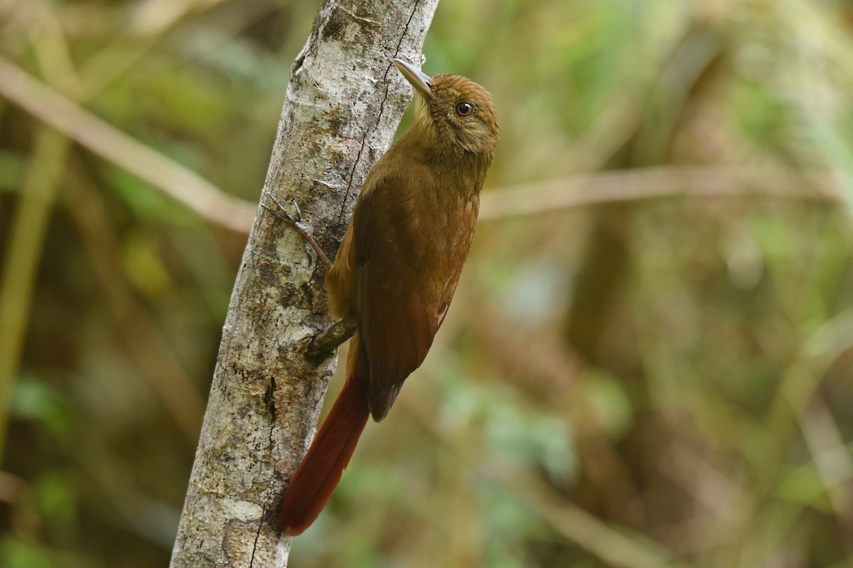 Plain-winged Woodcreeper - ML641391032