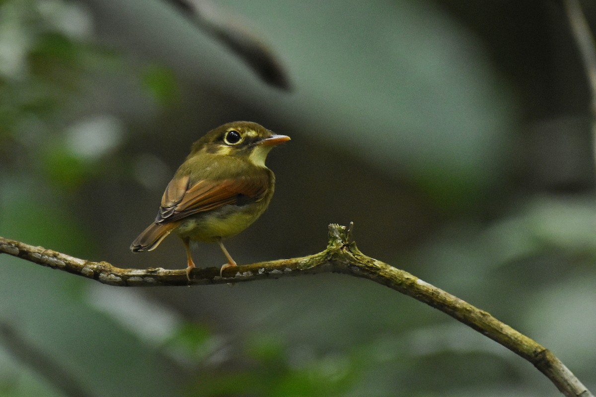 Russet-winged Spadebill - ML641391036