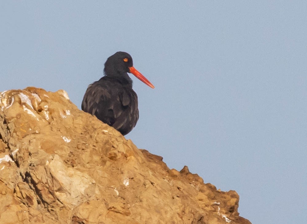 Black Oystercatcher - ML641391064
