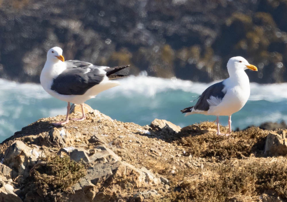 Western Gull - ML641391070