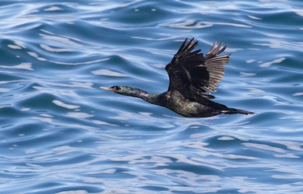 Pelagic Cormorant - ML641391076