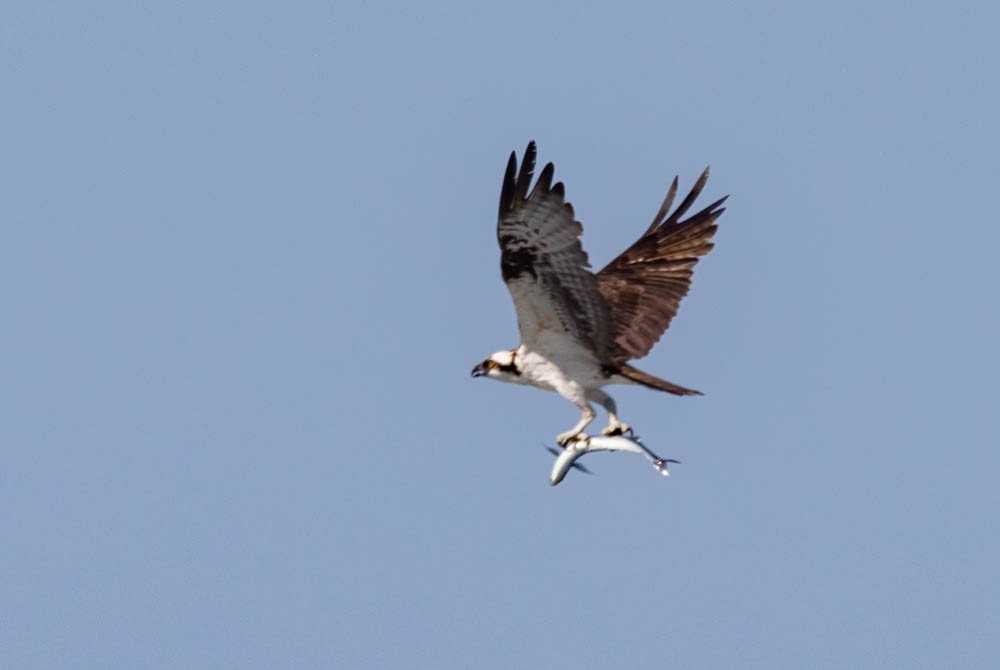 Osprey - ML641391083