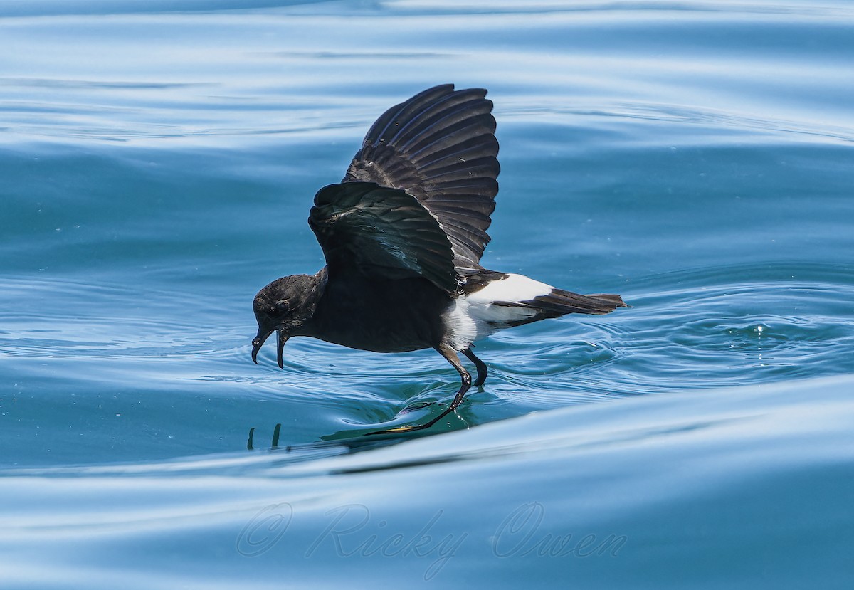 Wilson's Storm-Petrel - ML641391105