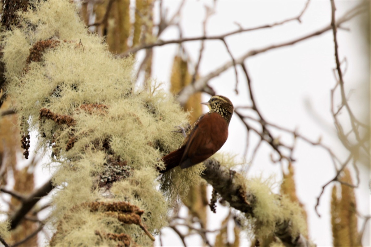Pearled Treerunner - ML641391119