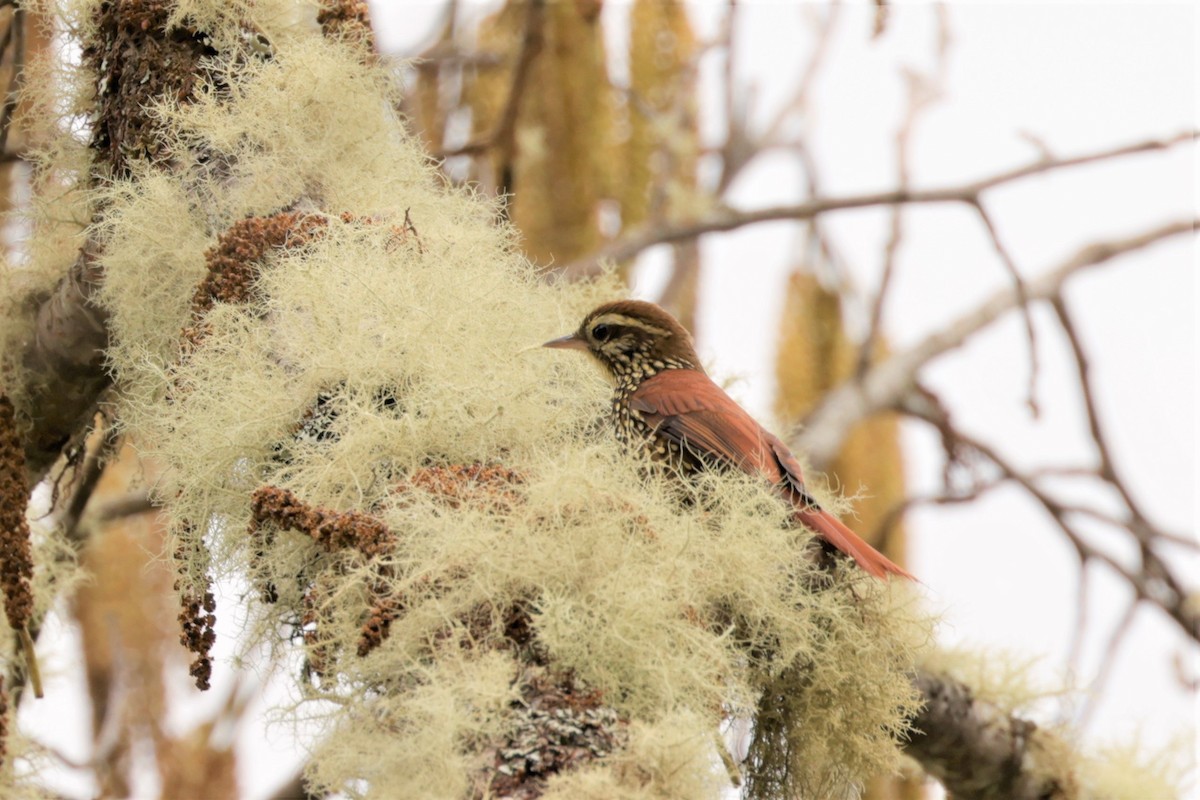 Pearled Treerunner - ML641391120