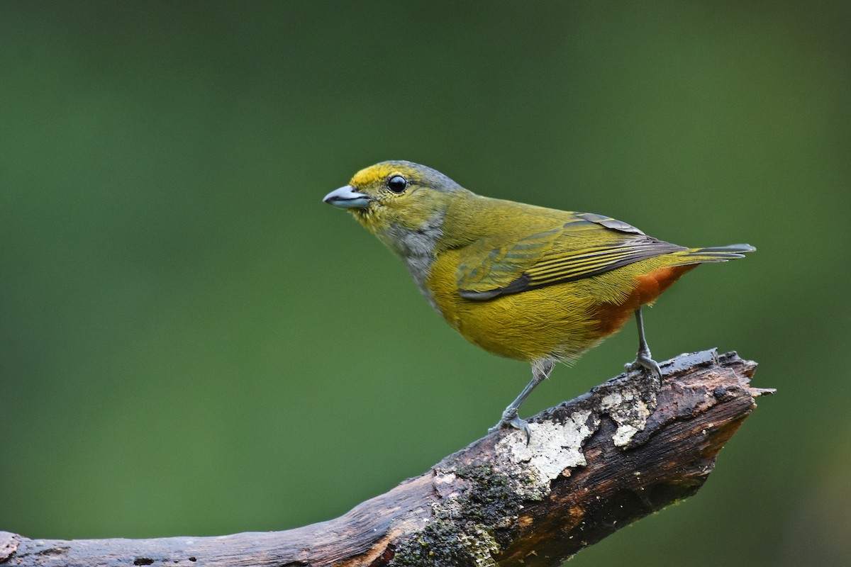 Chestnut-bellied Euphonia - ML641391121