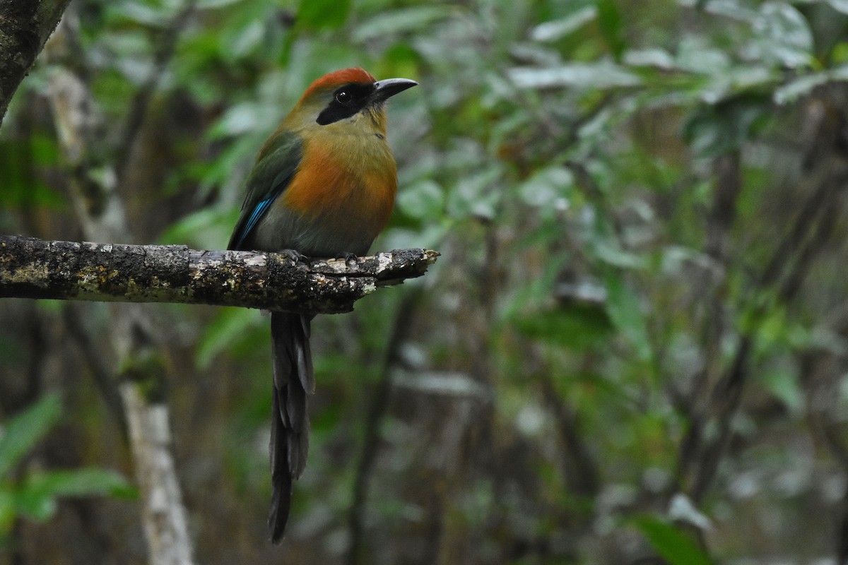 Rufous-capped Motmot - ML641391124