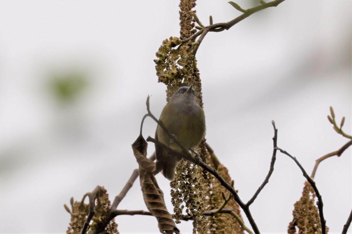 Capped Conebill - ML641391127