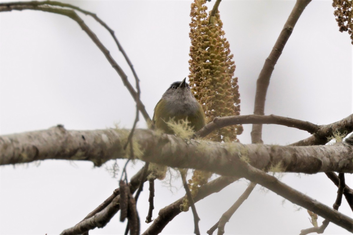 Capped Conebill - ML641391129