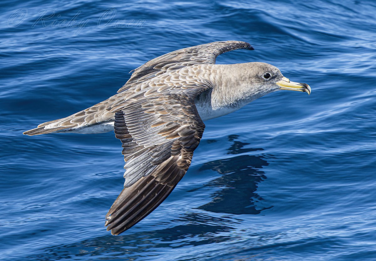 Cory's Shearwater - ML641391164