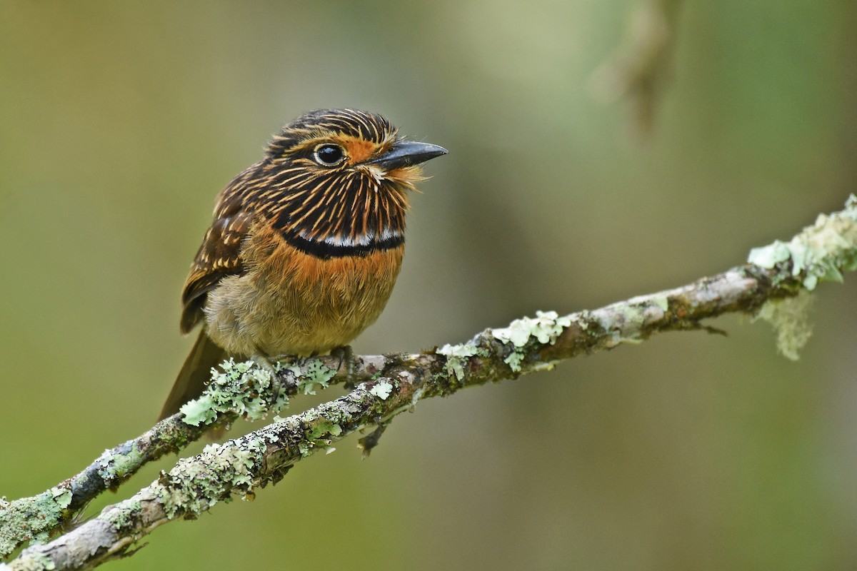 Crescent-chested Puffbird - ML641391166