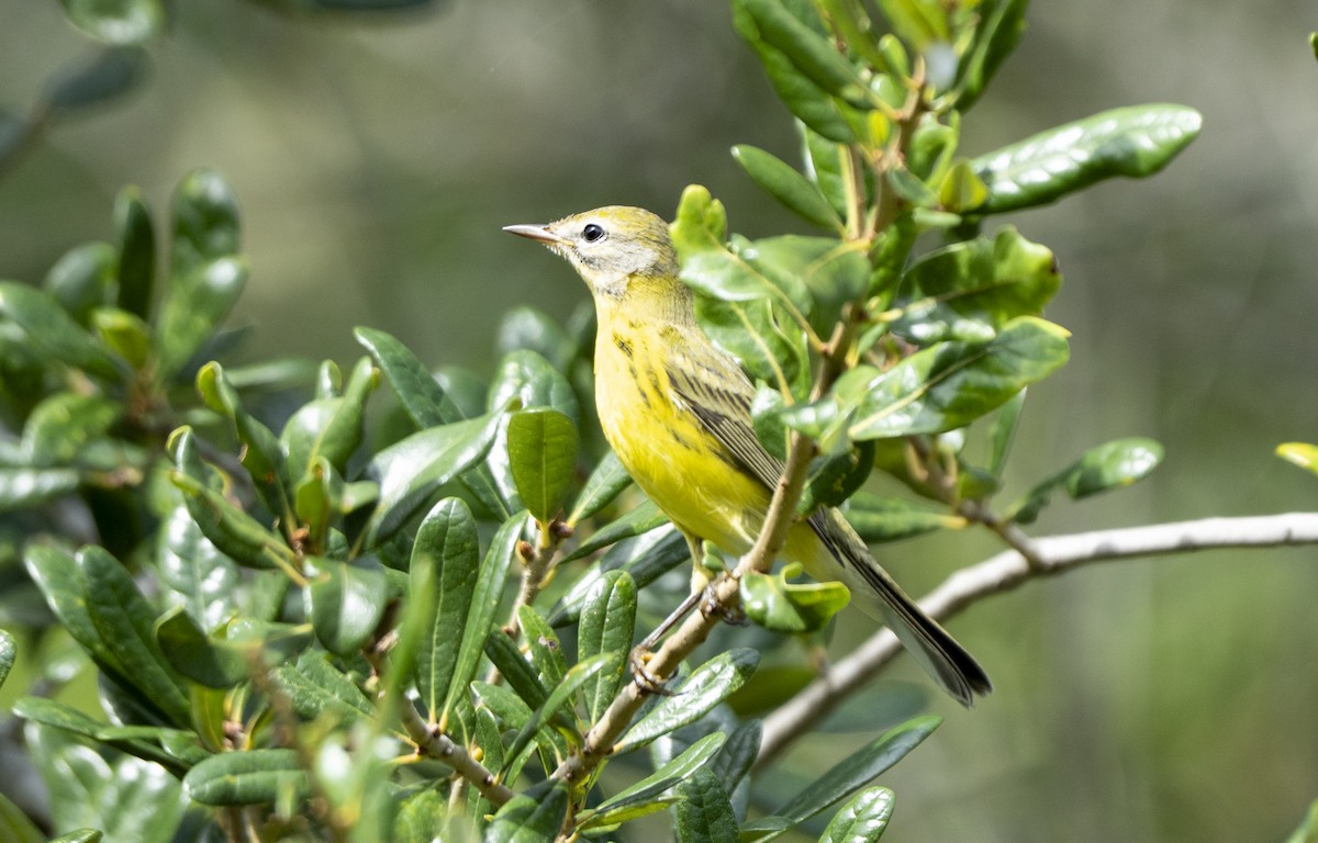 Paruline des prés - ML641391170