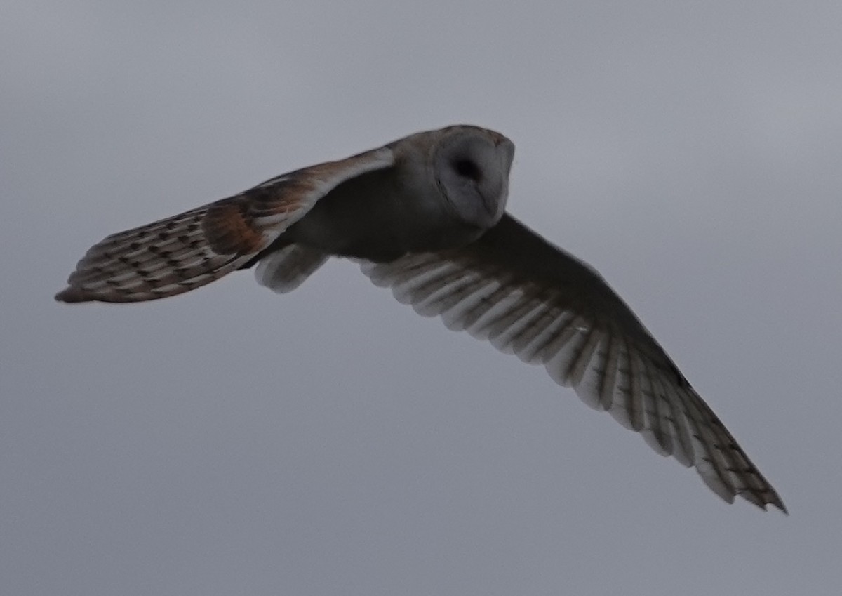 American Barn Owl - ML641391193
