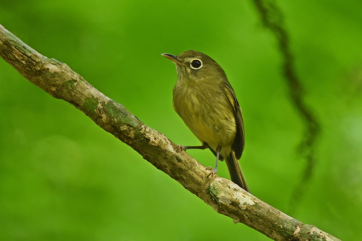 Eye-ringed Tody-Tyrant - ML641391194