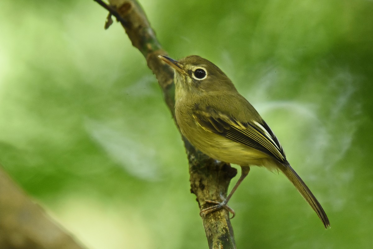 Eye-ringed Tody-Tyrant - ML641391195