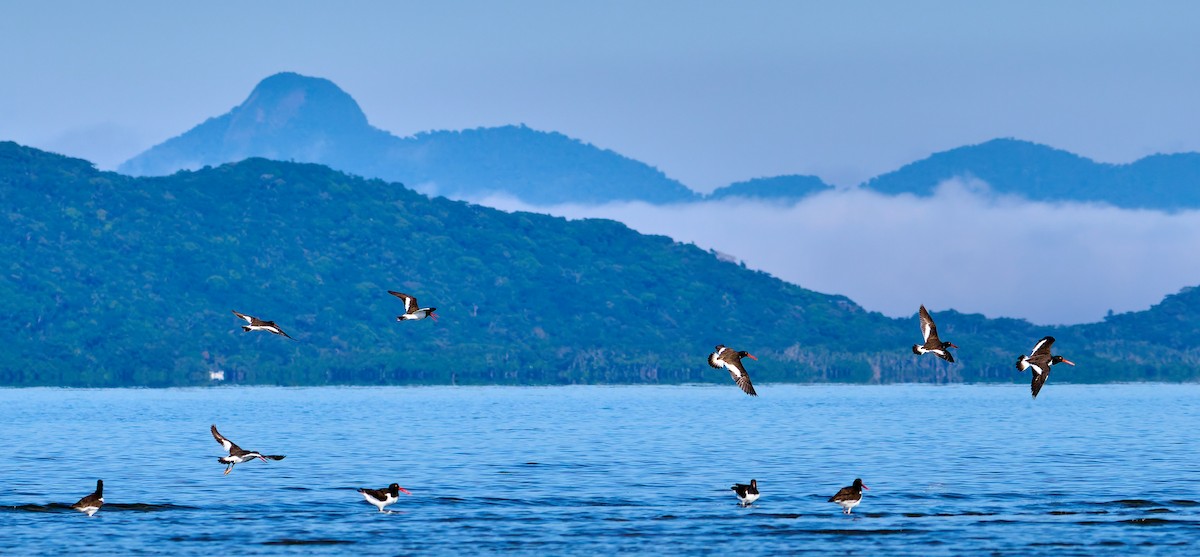 American Oystercatcher - ML641391205