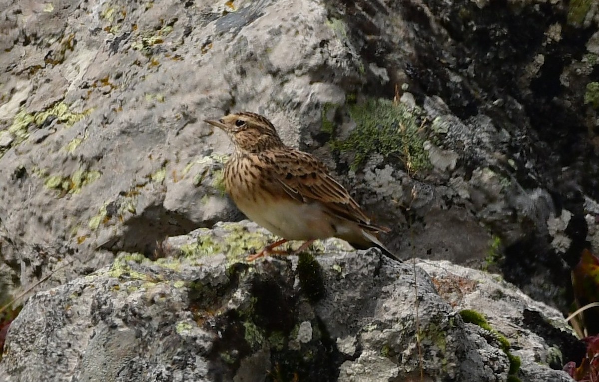Eurasian Skylark - ML641391231