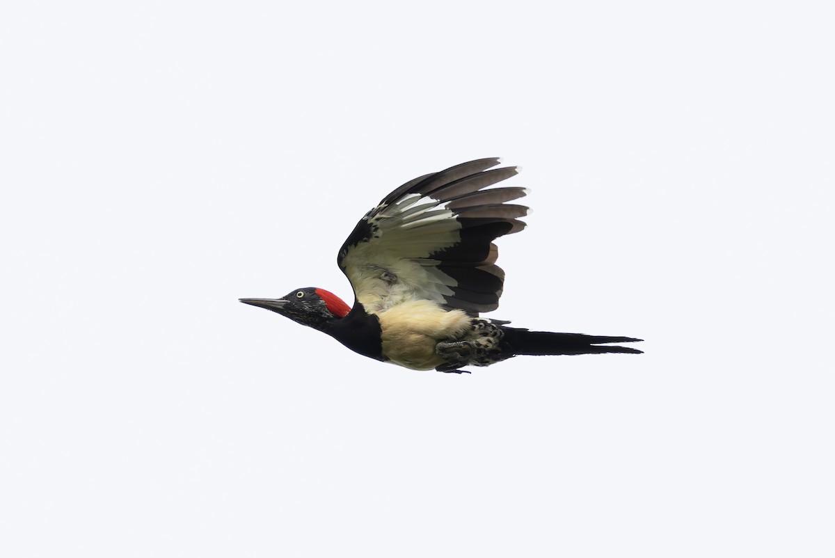White-bellied Woodpecker - ML641391242
