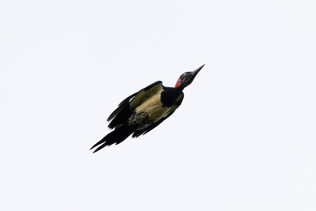White-bellied Woodpecker - ML641391243