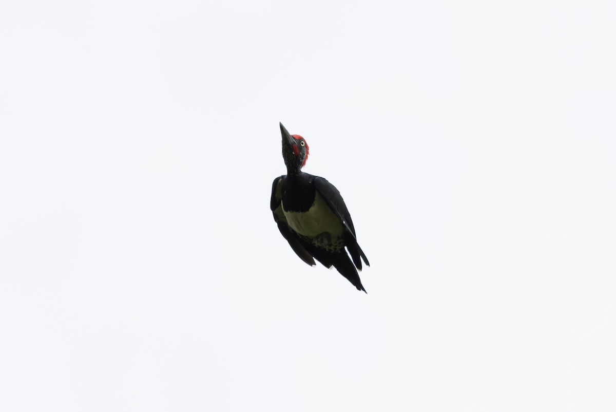 White-bellied Woodpecker - ML641391244