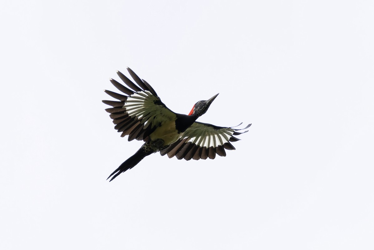 White-bellied Woodpecker - ML641391245