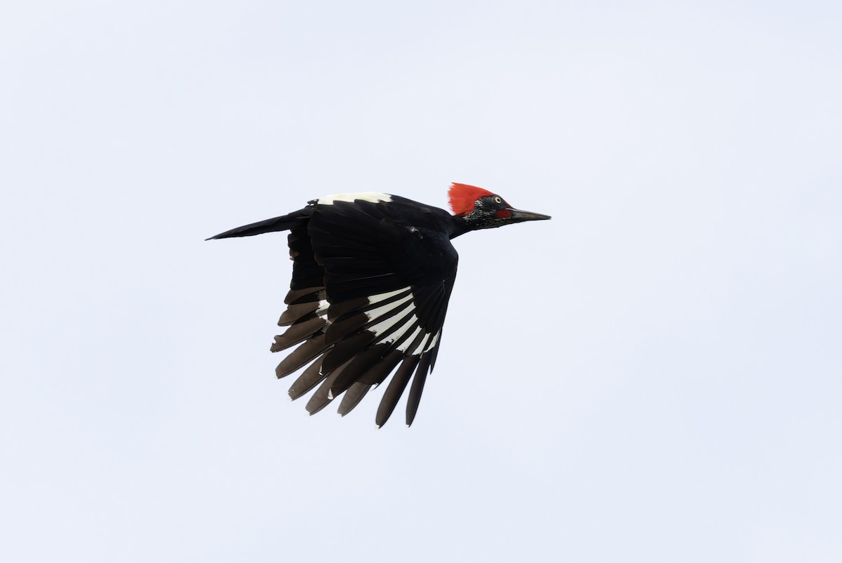 White-bellied Woodpecker - ML641391246