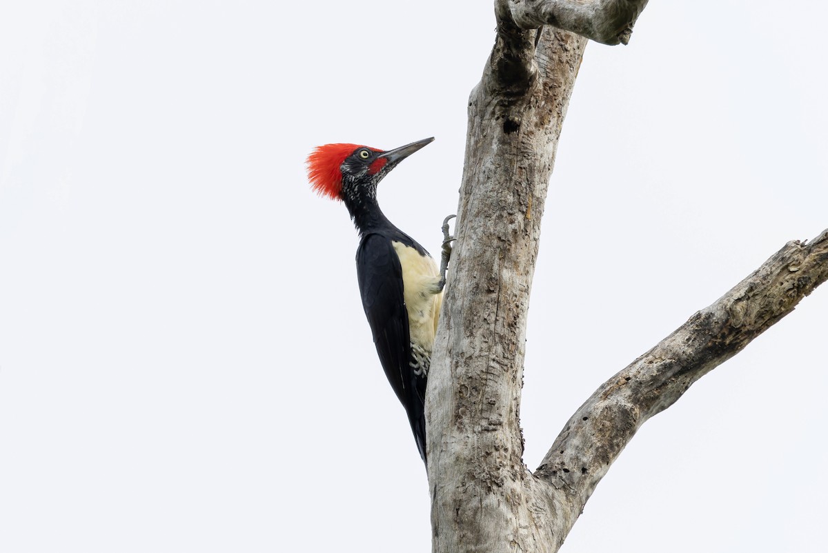 White-bellied Woodpecker - ML641391247