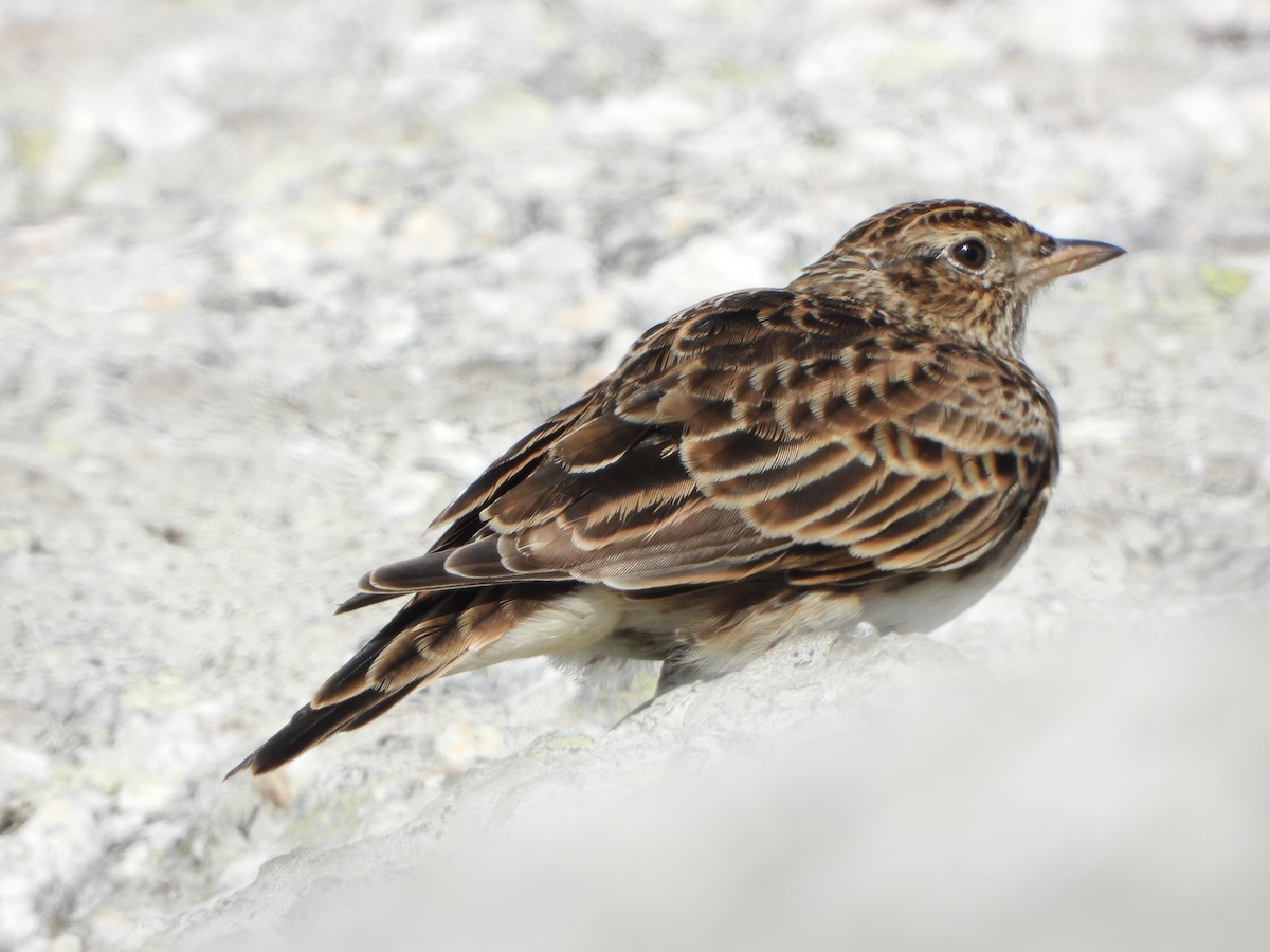 Eurasian Skylark - ML641391248