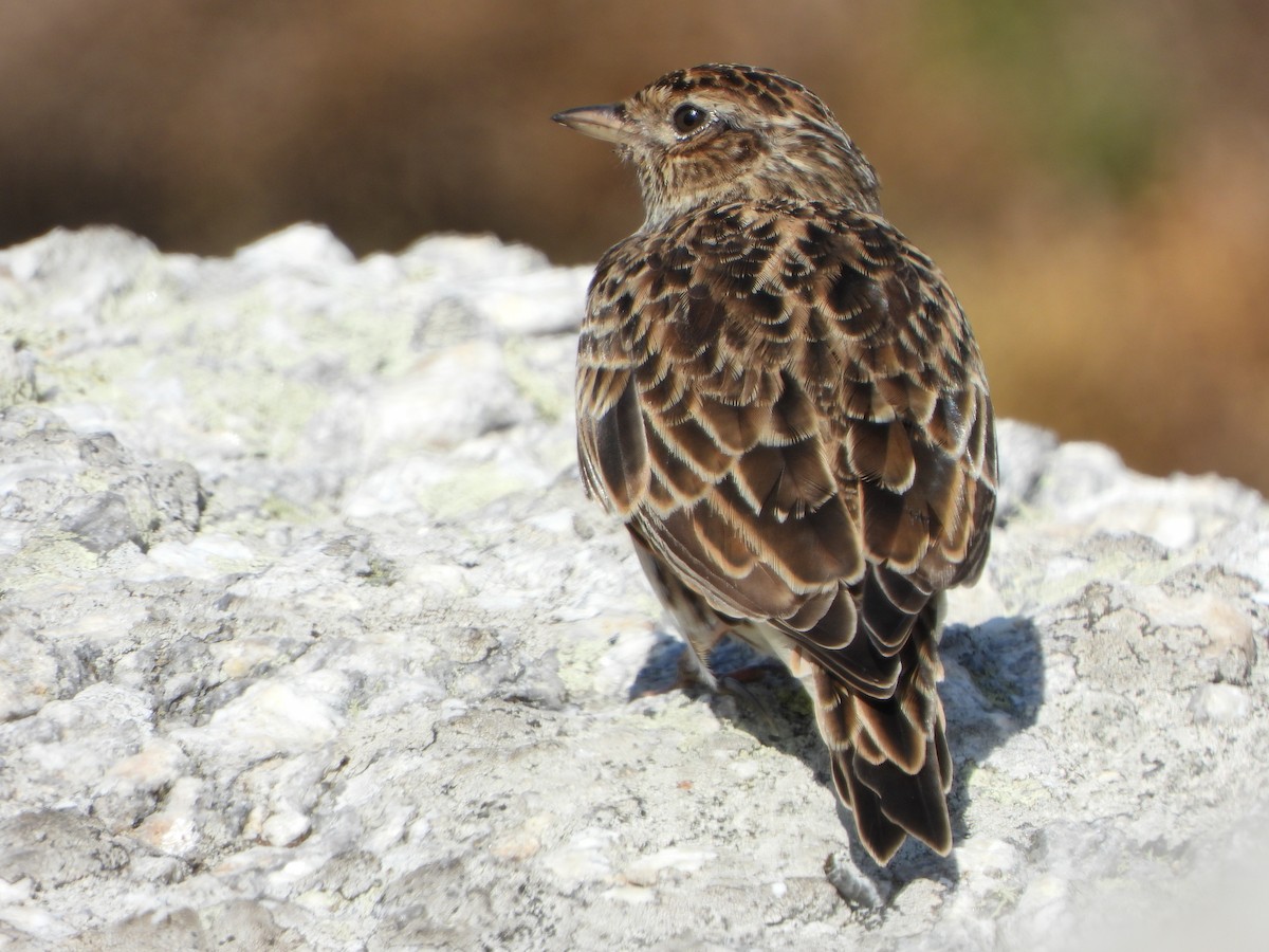 Eurasian Skylark - ML641391249