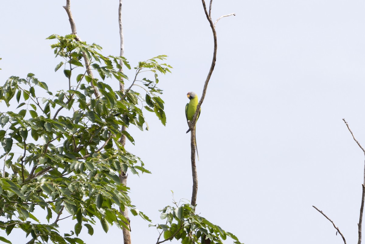 Blossom-headed Parakeet - ML641391250