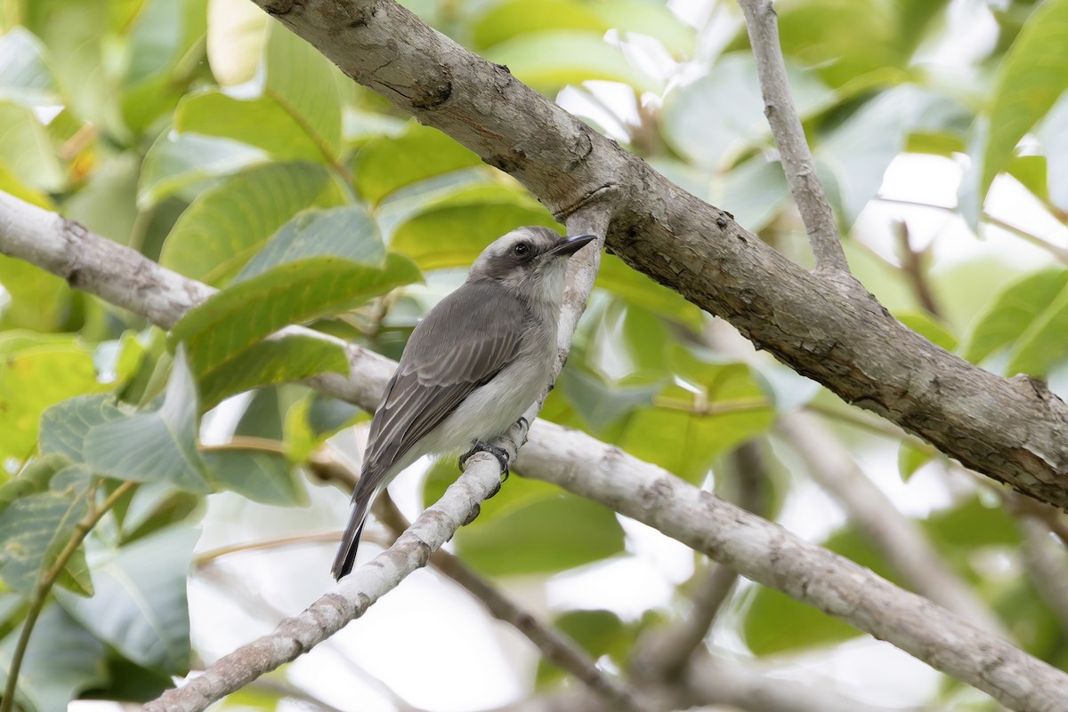 Common Woodshrike - ML641391254