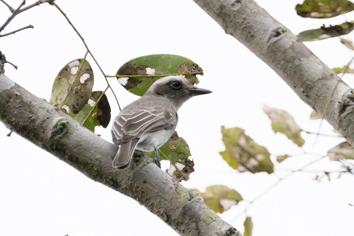 Common Woodshrike - ML641391255