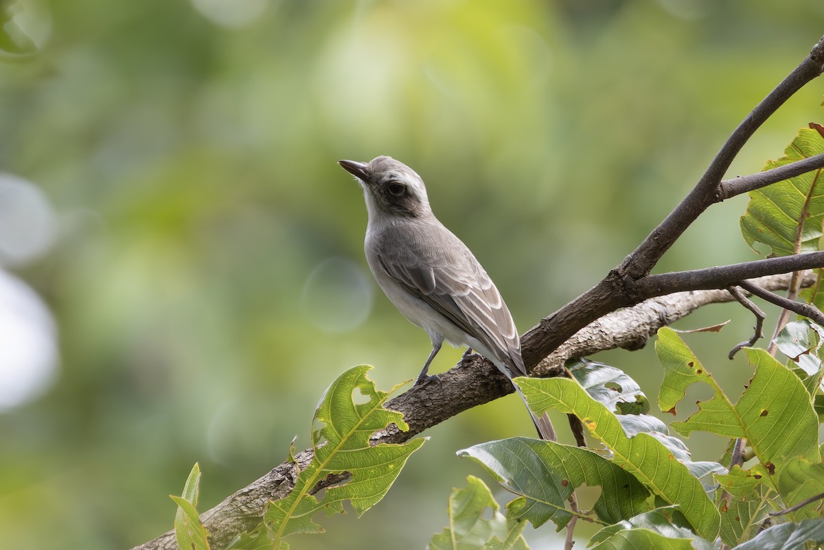 Common Woodshrike - ML641391256