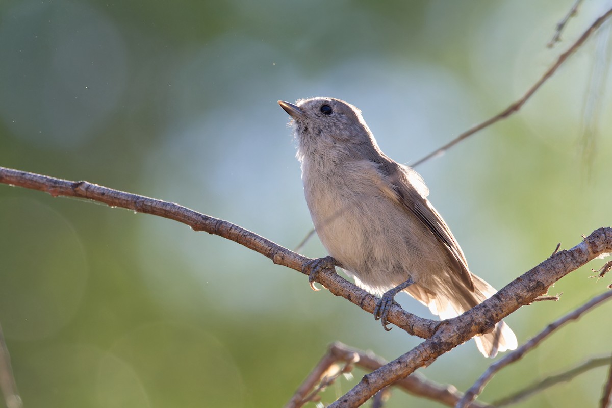 Oak Titmouse - ML641391257