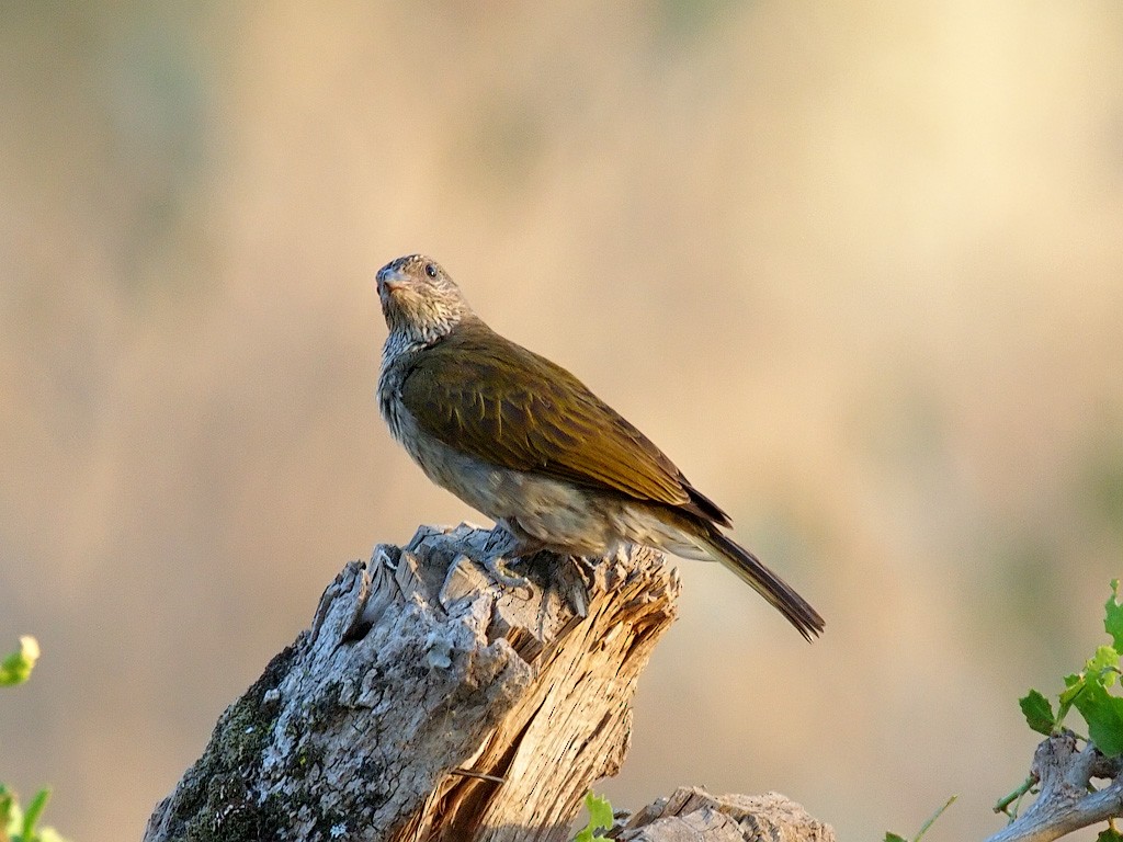Scaly-throated Honeyguide - ML641391259
