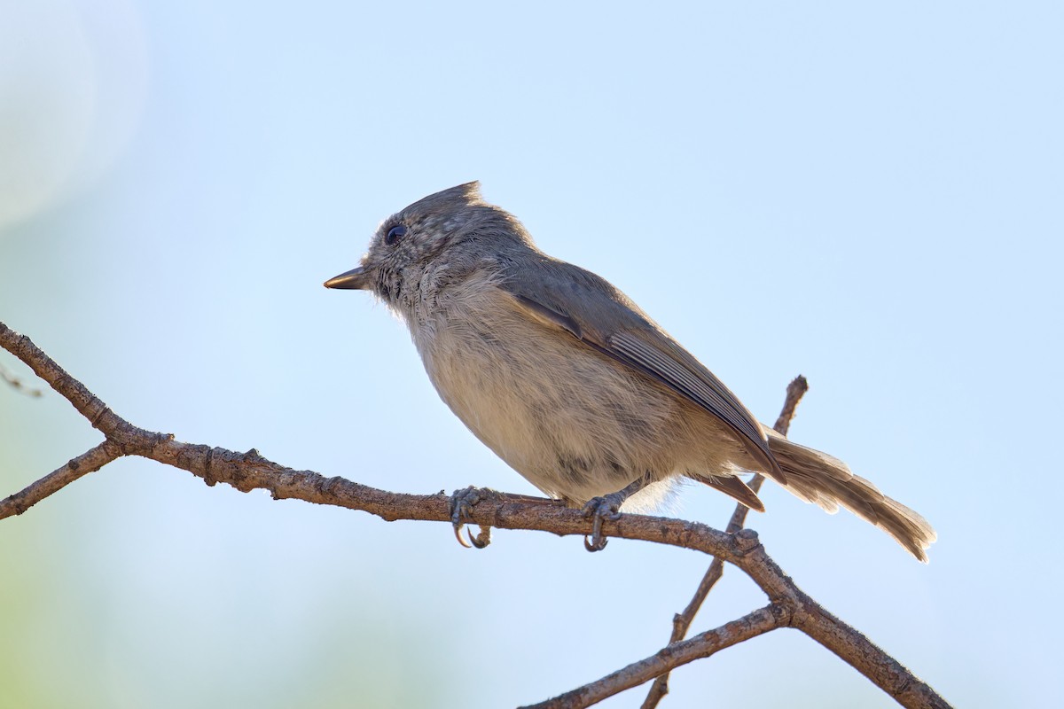 Oak Titmouse - ML641391260