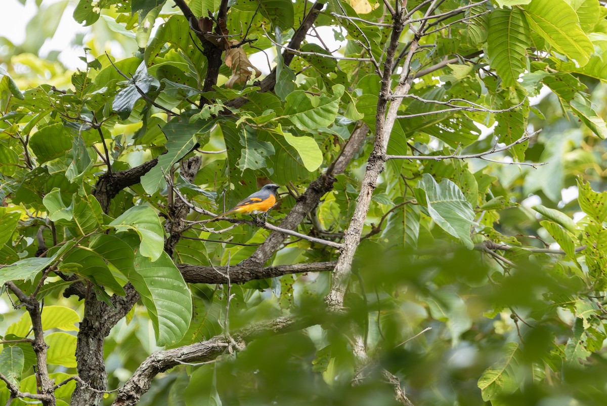 Small Minivet - ML641391261