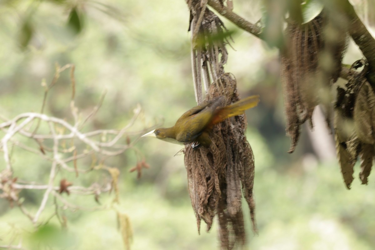 Dusky-green Oropendola - ML641391262
