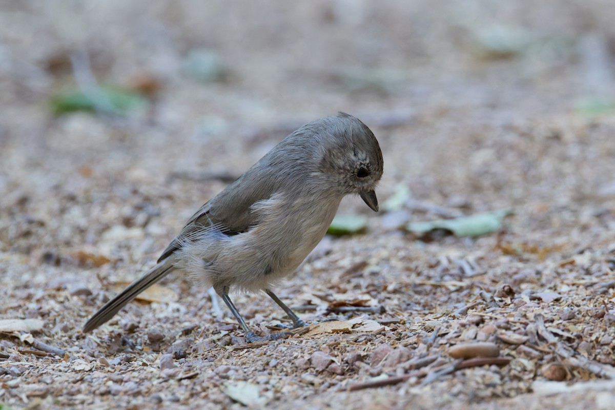 Oak Titmouse - ML641391264