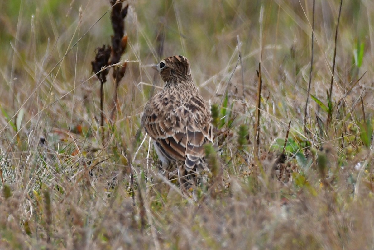 Eurasian Skylark - ML641391268