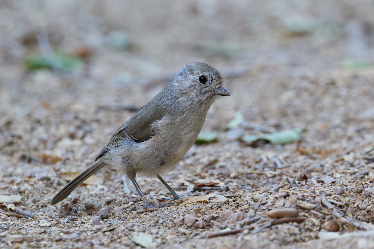 Oak Titmouse - ML641391270