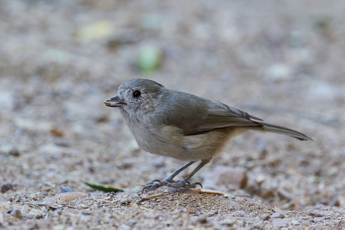 Oak Titmouse - ML641391273