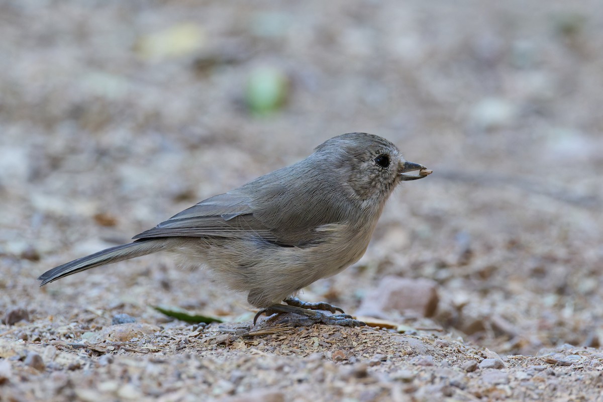 Oak Titmouse - ML641391274