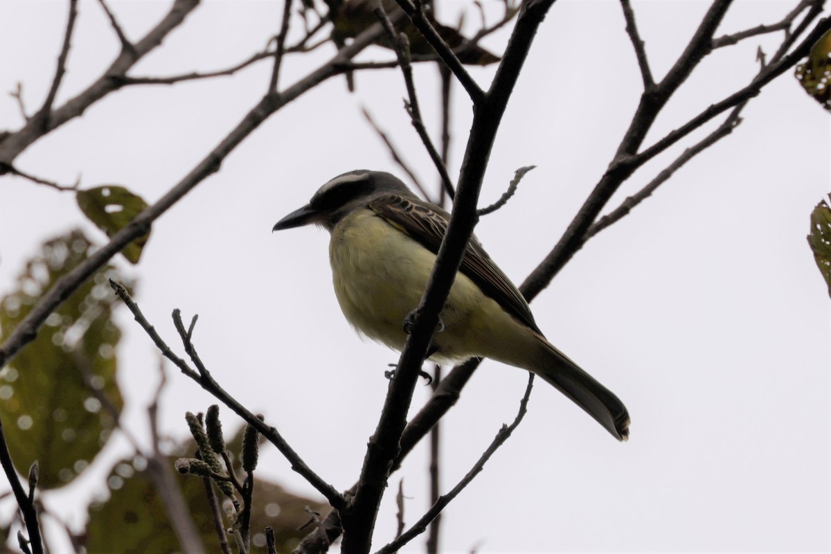 Golden-crowned Flycatcher - ML641391280