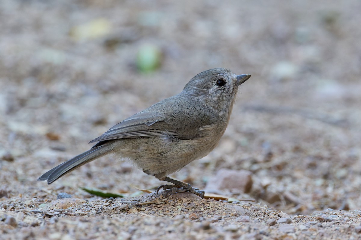 Oak Titmouse - ML641391282