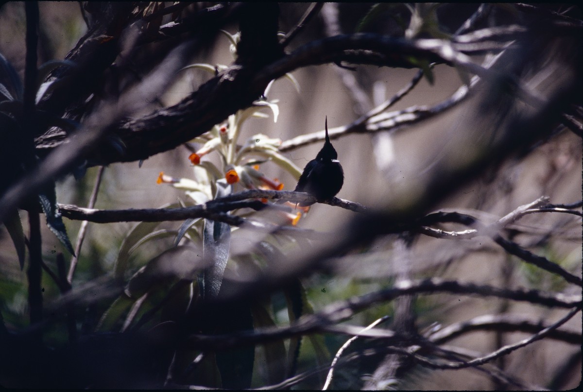 Green-crowned Plovercrest - ML641391283