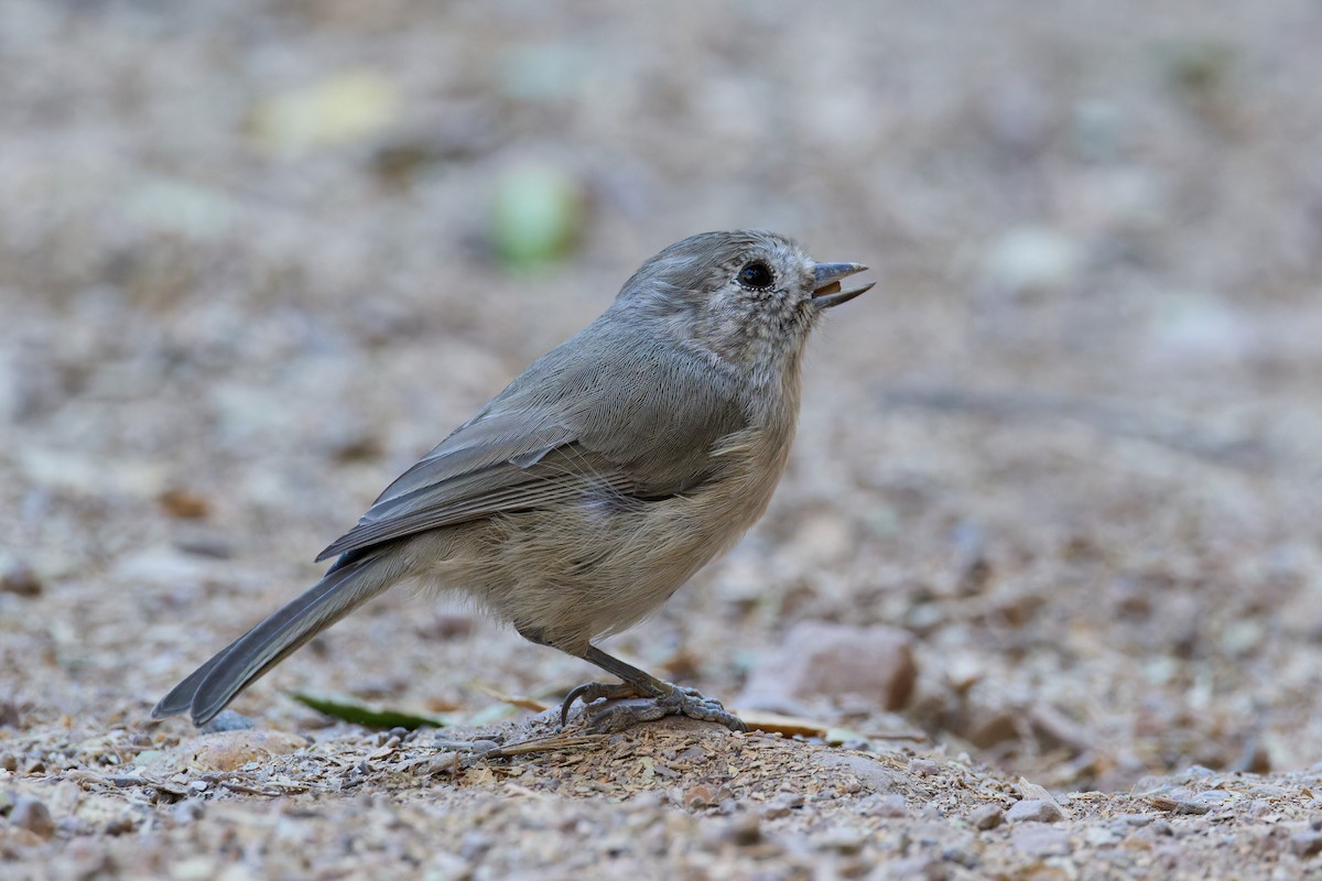 Oak Titmouse - ML641391285